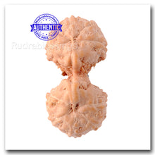 Load image into Gallery viewer, Gaurishanker Rudraksha from Indonesia - 50
