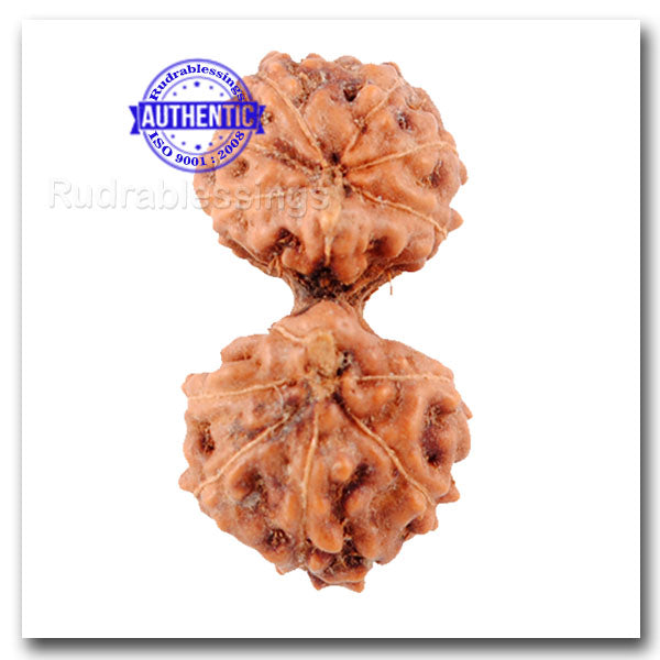 Gaurishanker Rudraksha from Indonesia - 68