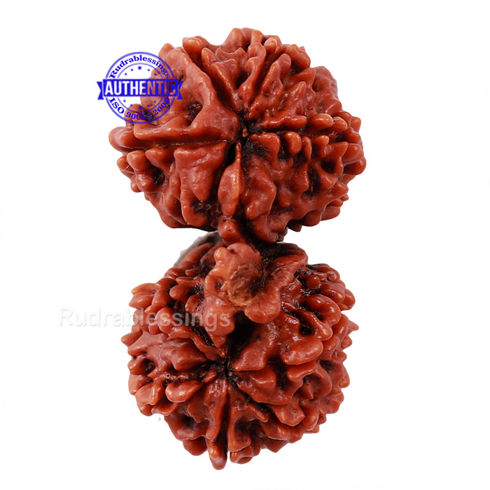 Gaurishankar Rudraksha with Ganesha  - Bead No. 45