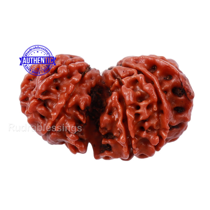 Gaurishankar Rudraksha with Ganesha  - Bead No. 48