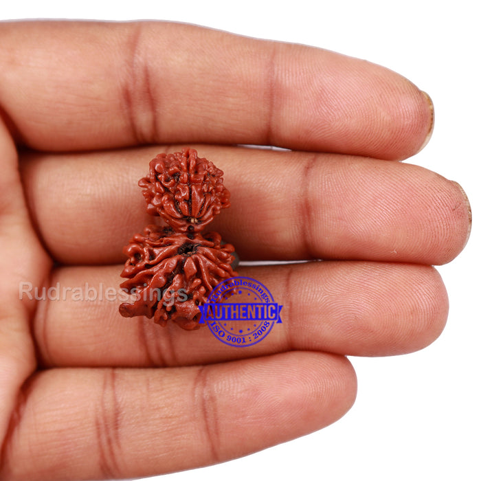Gaurishankar Rudraksha with Ganesha  - Bead No. 48