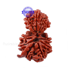 Gaurishankar Rudraksha with Ganesha  - Bead No. 48