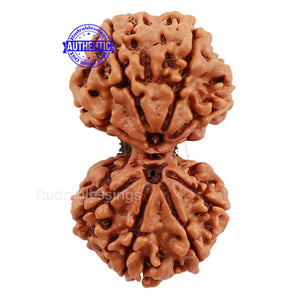 Gaurishanker  Nepalese Rudraksha Bead No. 51