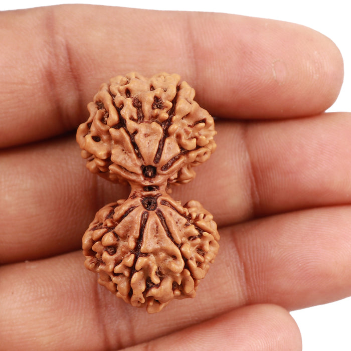 Gaurishanker  Nepalese Rudraksha Bead No. 51