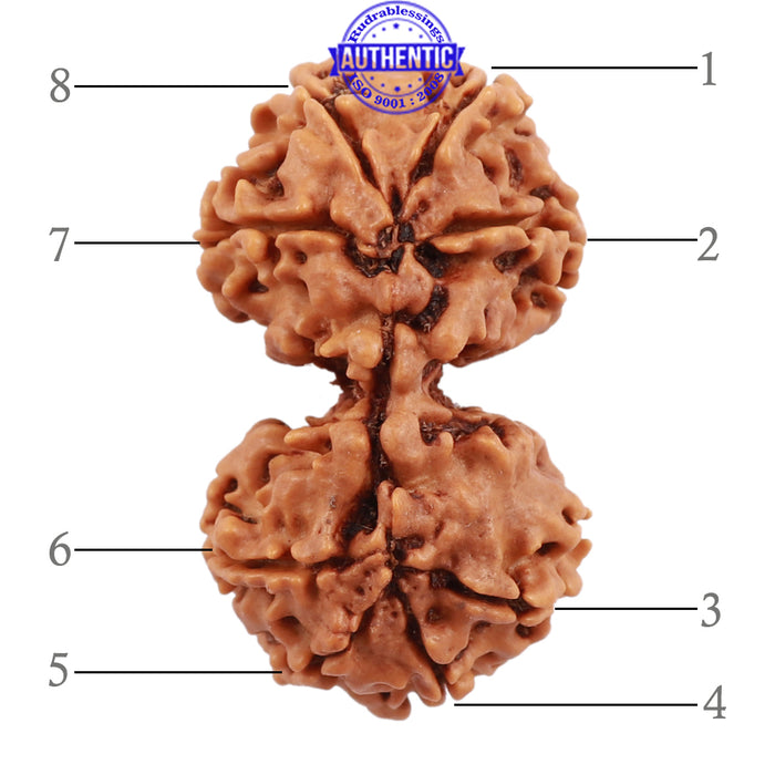 Gaurishanker  Nepalese Rudraksha Bead No. 51