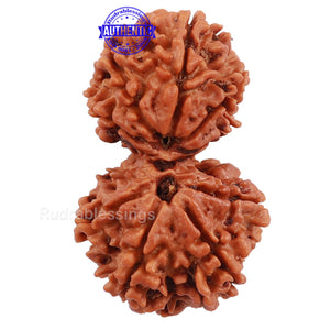 Gaurishanker  Nepalese Rudraksha Bead No. 52