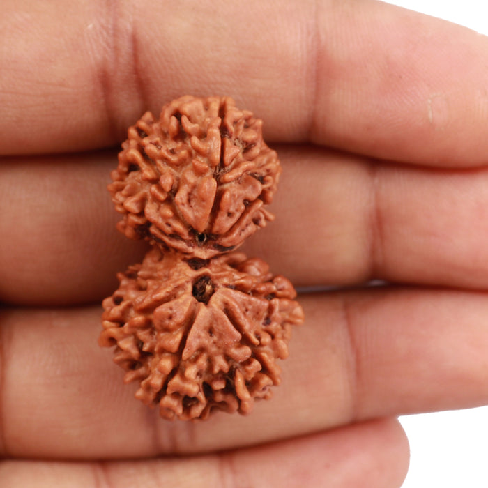 Gaurishanker  Nepalese Rudraksha Bead No. 52