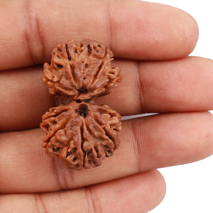 Gaurishanker  Nepalese Rudraksha Bead No. 53
