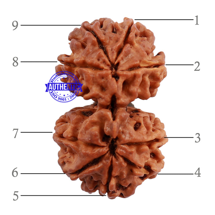 Gaurishanker  Nepalese Rudraksha Bead No. 53