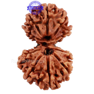 Gaurishanker  Nepalese Rudraksha Bead No. 54