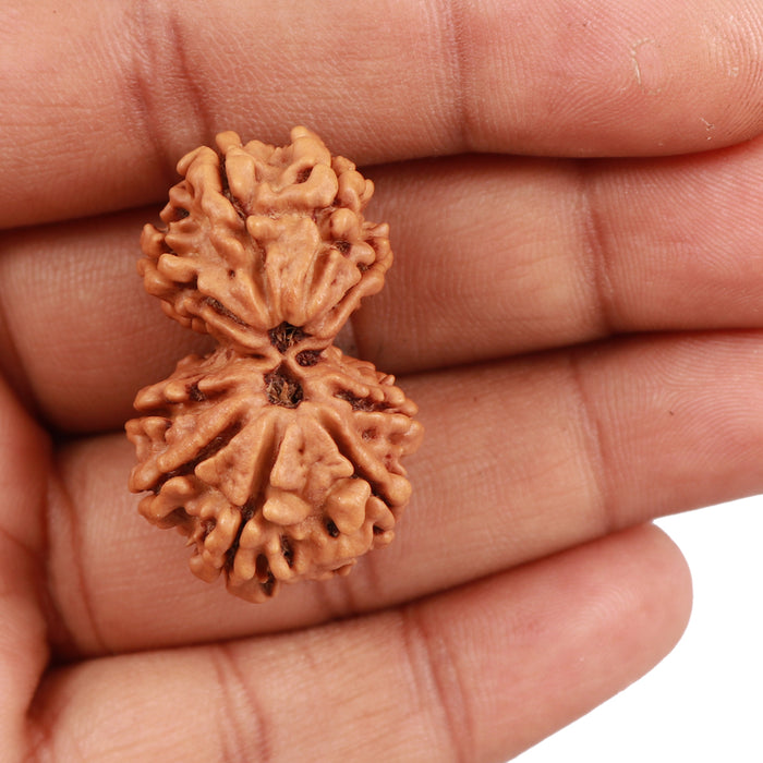 Gaurishanker  Nepalese Rudraksha Bead No. 55