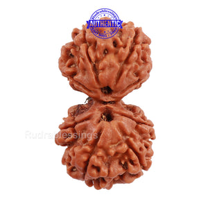Gaurishanker  Nepalese Rudraksha Bead No. 71