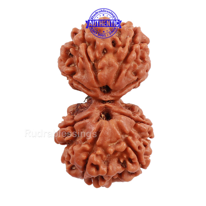 Gaurishanker  Nepalese Rudraksha Bead No. 71