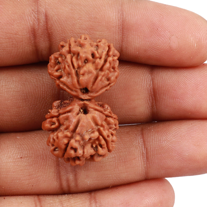 Gaurishanker  Nepalese Rudraksha Bead No. 71