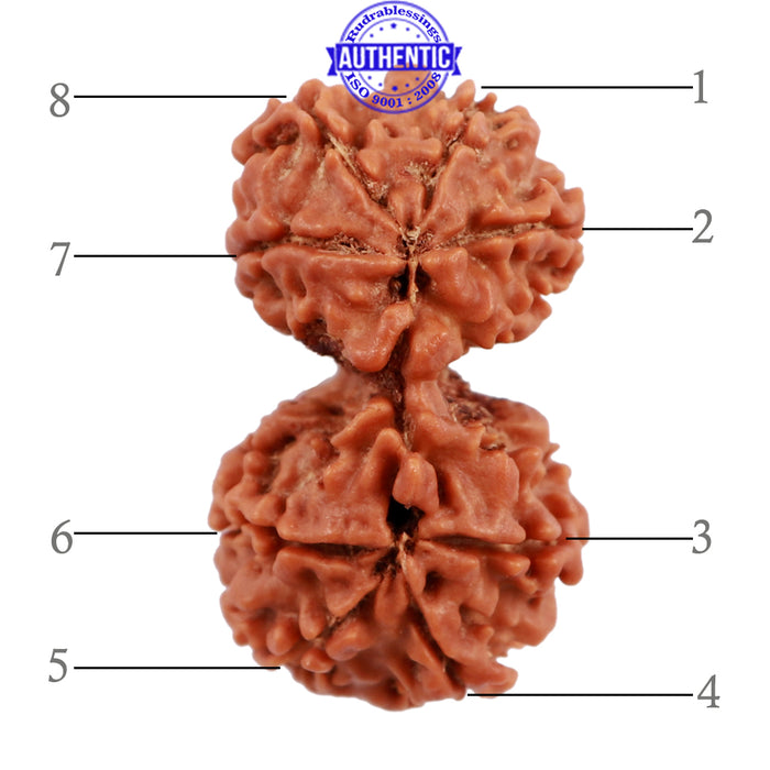 Gaurishanker  Nepalese Rudraksha Bead No. 71