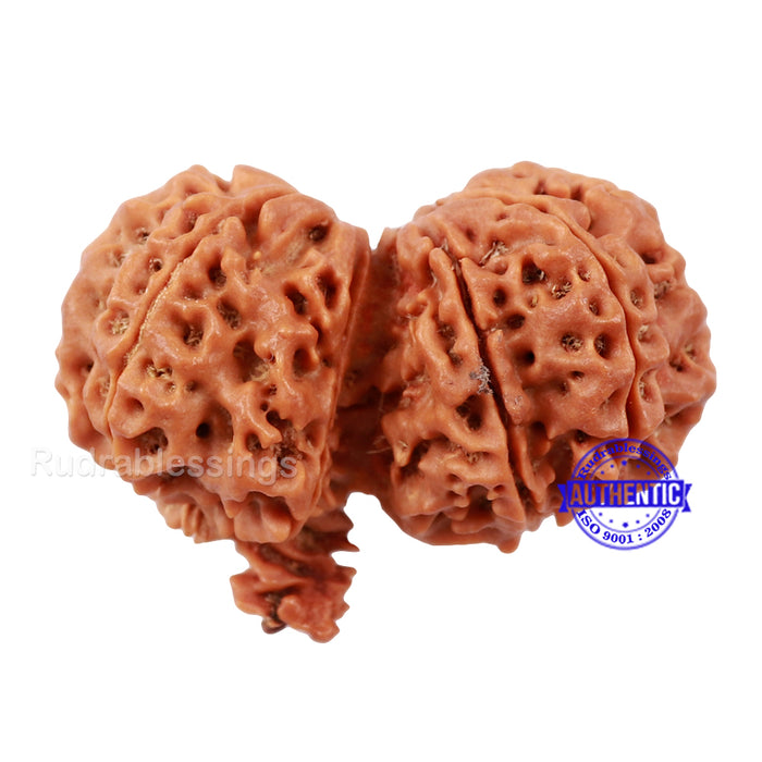 Gaurishanker Rudraksha with Ganesha - Bead No. 74