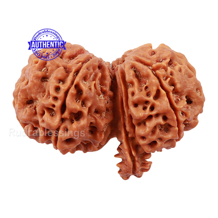 Gaurishanker Rudraksha with Ganesha - Bead No. 74