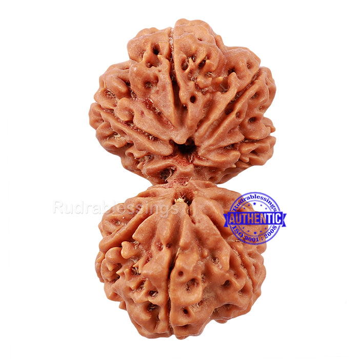 Gaurishanker Rudraksha with Ganesha - Bead No. 74