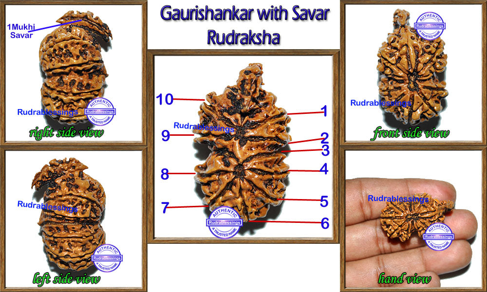 Nepalese Gaurishankar with Savar Rudraksha – Rudra and Sons