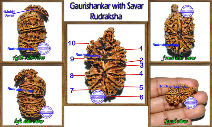 Nepalese Gaurishankar with Savar Rudraksha