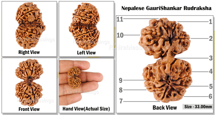 Gaurishanker  Nepalese Rudraksha Bead No. - 132