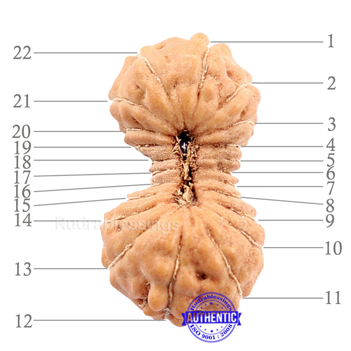 22 Mukhi Rudraksha from Indonesia