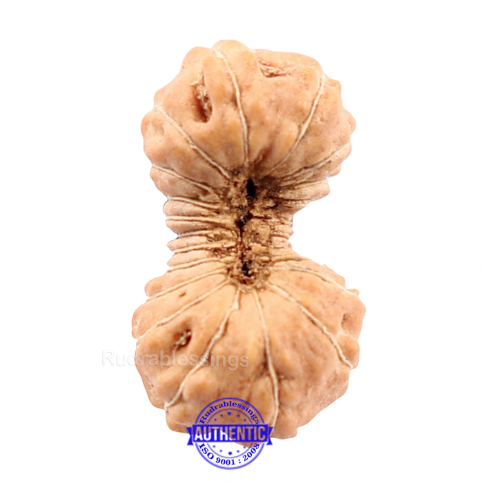 22 Mukhi Rudraksha from Indonesia