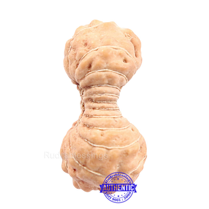 22 Mukhi Rudraksha from Indonesia