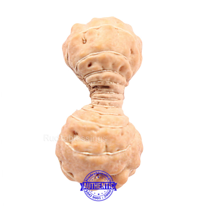22 Mukhi Rudraksha from Indonesia
