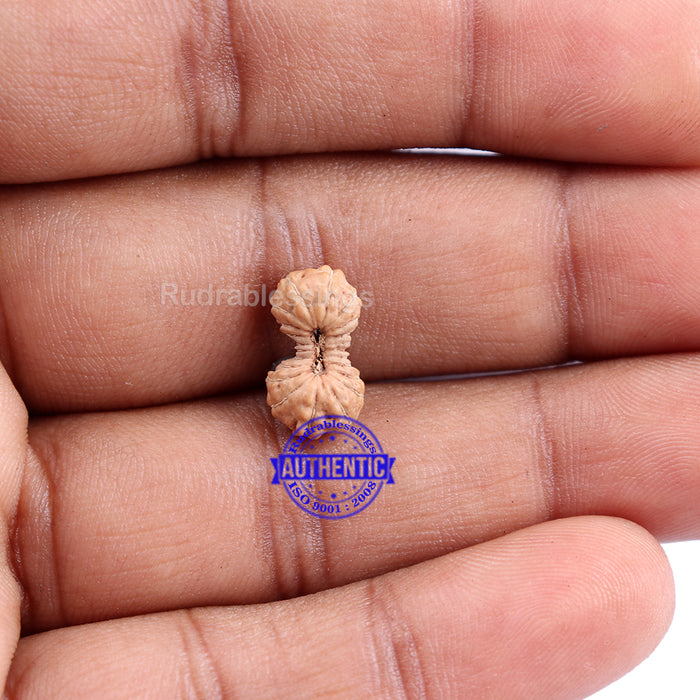 22 Mukhi Rudraksha from Indonesia