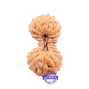 22 Mukhi Rudraksha from Indonesia
