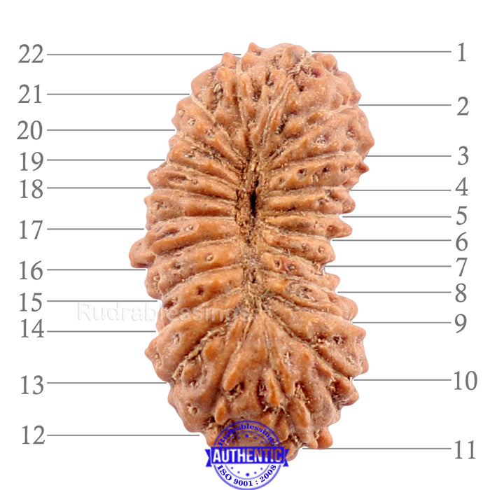 22 Mukhi Rudraksha from Indonesia