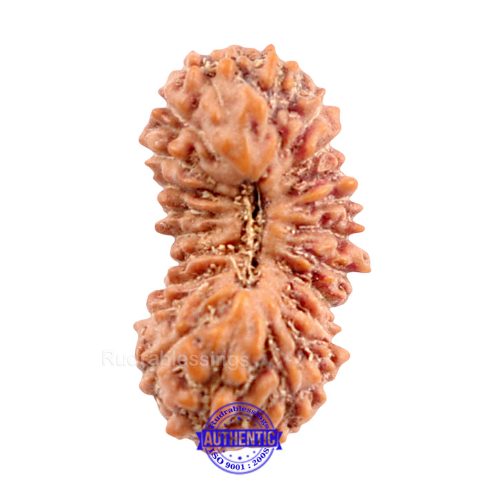 22 Mukhi Rudraksha from Indonesia