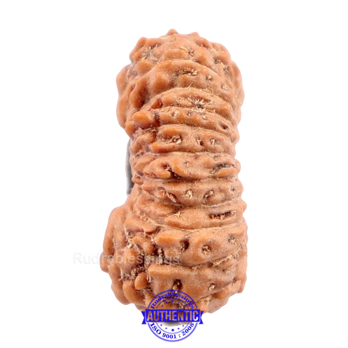 22 Mukhi Rudraksha from Indonesia