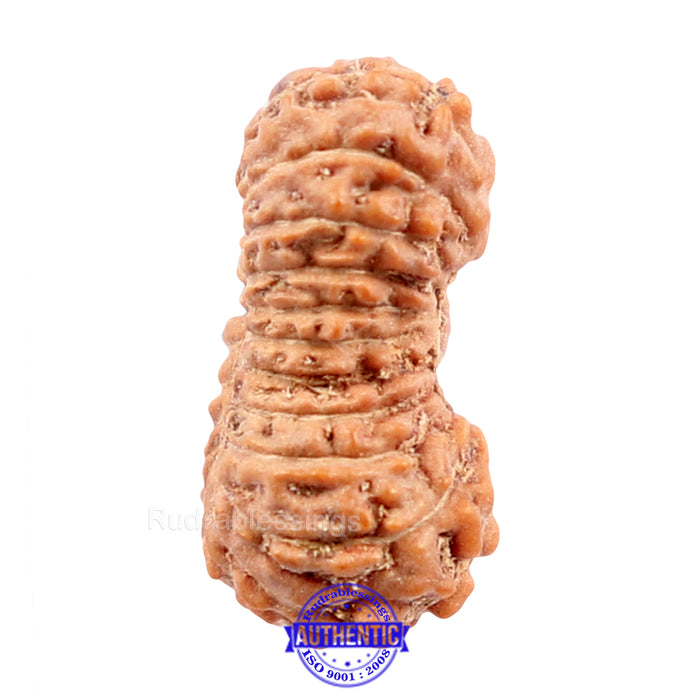 22 Mukhi Rudraksha from Indonesia