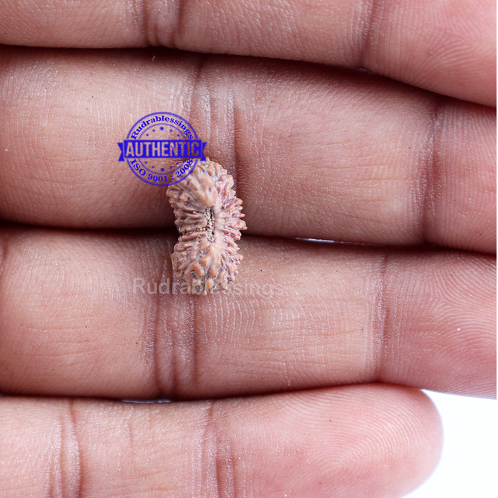 22 Mukhi Rudraksha from Indonesia