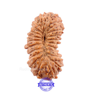 22 Mukhi Rudraksha from Indonesia