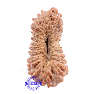 22 Mukhi Rudraksha from Indonesia