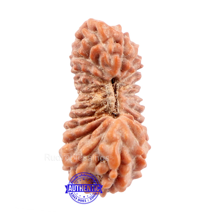 22 Mukhi Rudraksha from Indonesia