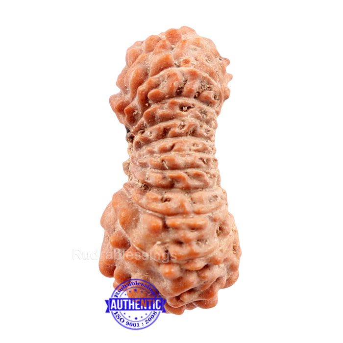 22 Mukhi Rudraksha from Indonesia