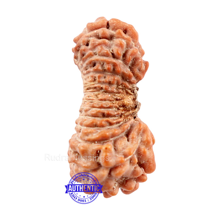 22 Mukhi Rudraksha from Indonesia