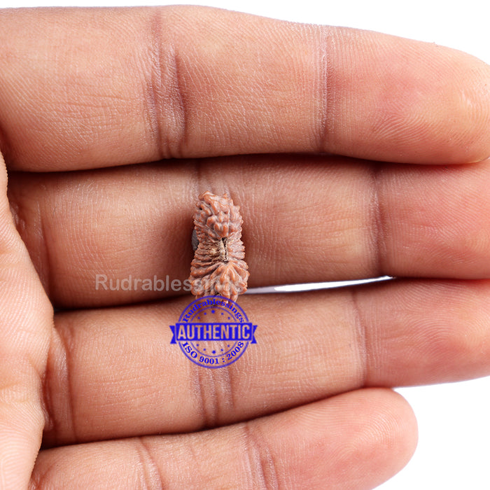 22 Mukhi Rudraksha from Indonesia