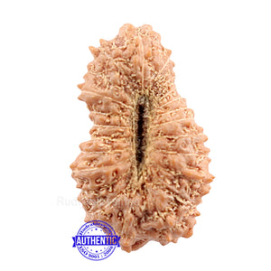 22 Mukhi Rudraksha from Indonesia