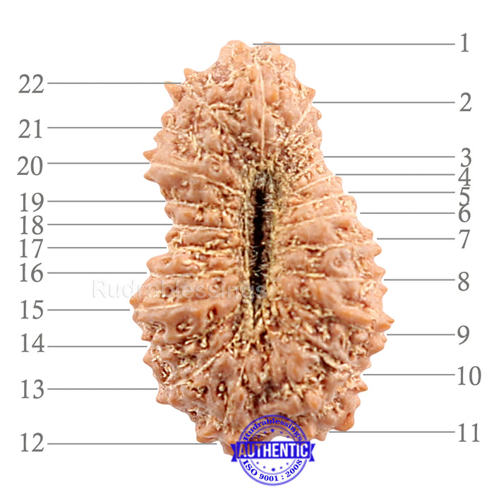 22 Mukhi Rudraksha from Indonesia