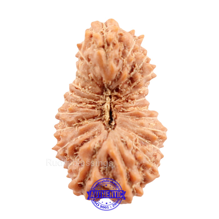 22 Mukhi Rudraksha from Indonesia