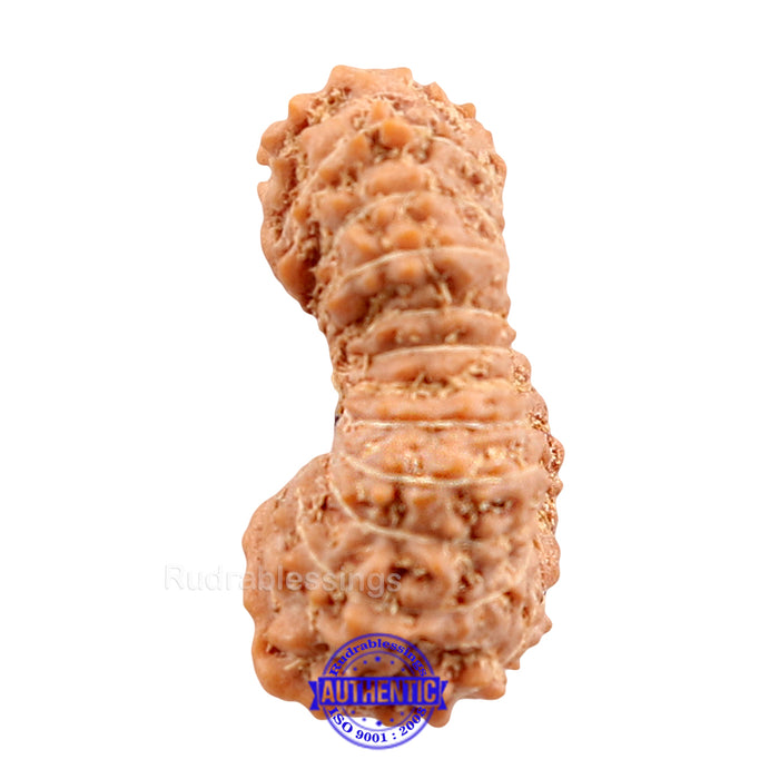 22 Mukhi Rudraksha from Indonesia