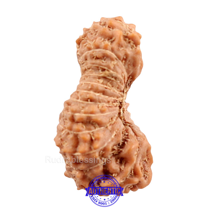 22 Mukhi Rudraksha from Indonesia