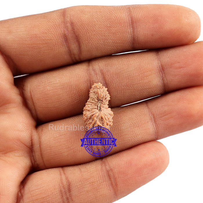 22 Mukhi Rudraksha from Indonesia