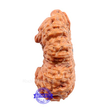 Load image into Gallery viewer, 22 Mukhi Rudraksha from Indonesia
