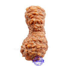 Load image into Gallery viewer, 23 Mukhi Rudraksha from Indonesia
